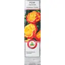 Роза плетистая Клайминг Румба h100 см