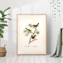 Постер 28 картин "Птицы на ветке сосны винтажный рисунок" 50x40 см в тубусе без рамы