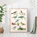 Постер 28 картин "Виды птиц в египетском стиле" 70x50 см в тубусе без рамы