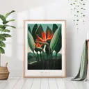 Постер 28 картин "Стрелиция ботаника" 50x40 см в тубусе без рамы