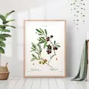 Постер 28 картин "Ветка оливок иллюстрация" 70x50 см в тубусе без рамы