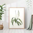 Постер 28 картин "Орнитогалум ботаническая иллюстрация" 50x40 см в тубусе без рамы