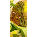 Наклейка для дверей и мебели Wallfix "Бабочка" 95x220 см, W104