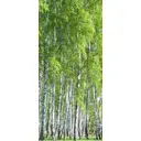 Наклейка для дверей и мебели Wallfix "Березовая рощица" 95x220 см, W215