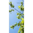 Наклейка для дверей и мебели Wallfix Черемуха 95x220 см, W276