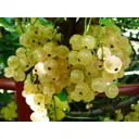 Смородина Смоляниновская Белая ø15 h30 см