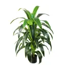Искусственное растение ФитоПарк Драцена Королевская высокая в кашпо 110 см