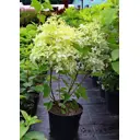 Гортензия Фантом С3 ø19 h30 - 40 см