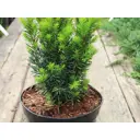 Тис средний Хикси h20 - 30 см
