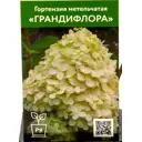 Гортензия Грандифлора ø9 см h55 см