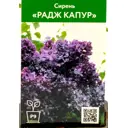 Сирень Радж Капур ø9 см h40 см