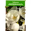 Чубушник Вирджинал ø9 см h50 см