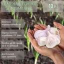 Семена чеснока Лето Комсомолец 10 кг для комфортной посадки осенью
