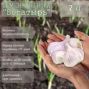 Семена чеснока Лето Богатырь 2 кг специализированный озимый сорт