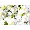 Фотообои флизелиновые DeliceDecor И 1298 Белоснежная нежность 400x270см