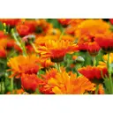 Фотообои флизелиновые DeliceDecor И 504 Оранжевые цветы 400x270см