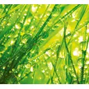 Фотообои флизелиновые DeliceDecor И 516 Роса 300x270см