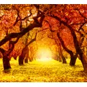 Фотообои флизелиновые DeliceDecor И 639 Осенняя аллея 300x270см