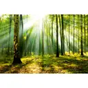 Фотообои флизелиновые DeliceDecor И 932 Солнечный лес 400x270см