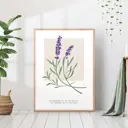 Постер 28 картин "Лаванда" 70x50 см