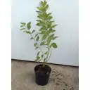 Дерен Гухалти ø19 h30 - 40 см