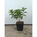Гортензия Бобо ø19 h40 - 50 см