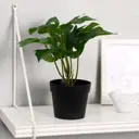 Бонсай в горшке Simaland "Монстера" 10x22 см