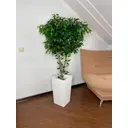 Искусственный фикус в белом ротанге 160 см