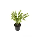 Крыжовник Северный капитан h30 - 50 см