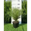 Туя Боулинг Болл h20 - 40 см