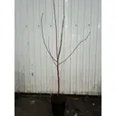Яблоня Пинк Леди ø18 h110 - 130 см