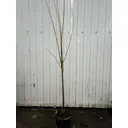 Слива Бербанк Гигант ø23 h120 - 150 см