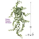 Искусственное растение ФитоПарк Плющ Хедера пестрый