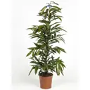 Фикус Амстел Кинг ø24 h150 см