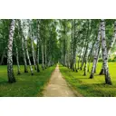 Фотообои DeliceDecor Березовая аллея Ф 058 400x270 см