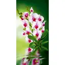 Фотообои флизелиновые DeliceDecor И 500 Орхидея с отражением 100x200см
