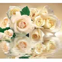 Фотообои DeliceDecor Белые розы Ф 020 300x270 см