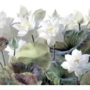 Фотообои Urban Style «Белый лотос» флизелиновые 200x180 см UST5303