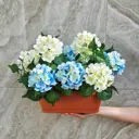 Искусственный цветок Фитопарк 35 см цвет белый/голубой