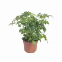Радермахера китайская Дэниэл ø12 h25 см