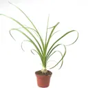 Бокарнея ø12 h25 см