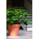 Горшок цветочный 02401050030 Teraplast 50 см 45 л пластик светло-коричневый