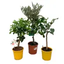 Алгарва микс ø15 h50 см