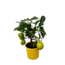 Цитрус Мейера Лемон ø12 h25 см