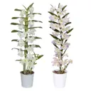 Орхидея Дендробиум Нобиле ø12 h50 см