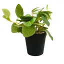 Искусственное растение в горшке ø9.7 см h19 см