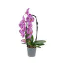 Фаленопсис микс ø12 h50 см