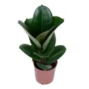 Фикус эластика Кинг Конг ø10 h10 см