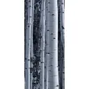 Наклейка для дверей и мебели Wallfix "Березовые стволы" 95x220 см, W245