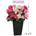 Искусственное растение Пеларгония Фитопаркв кашпо 80 см